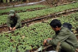A garden of Ngoc Linh ginseng seedlings of the Dak To Forestry Co. Ltd (Photo: VNA)