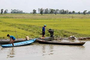 Flood submerges paddy fields, crops in Mekong delta
