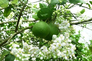 Thanh tra Grapefruit Festival to open in Hue City