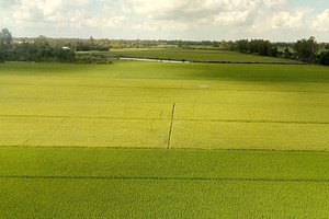 A paddy field in An Giang province (Photo: SGGP)