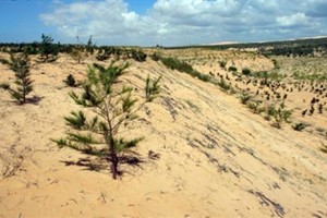 ‘Dead land’ replaced with greenery in Binh Thuan