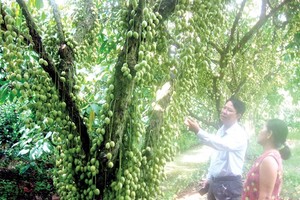 Mekong delta promotes Agritourism with farmer participation