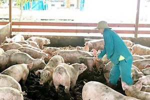 Experts warns farmers to be cautious about raising more pigs
