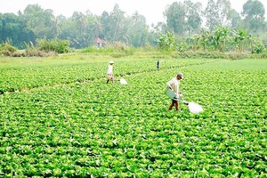 Farmers in the Mekong delta stop rice cultivation and swith to veggies (Photo: SGGP)