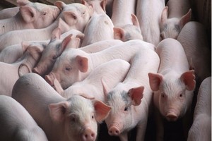 African swine fever not cause for pig death in Vietnam’s north