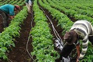 Drip irrigation increases crop productivity