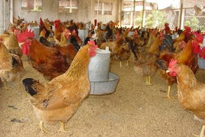 Outbreaks of cattle, poultry diseases in localities in Vietnam