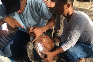 Le Chien (right) helps rescue a sea turtle on a beach in Da Nang (Photo: VNA)