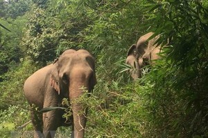Animals Asia funds elephant conservation project in Dak Lak