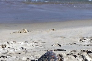 The turtle returns to the sea (Photo: baotainguyenmoitruong.vn)
