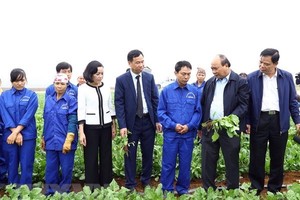 Prime Minister Nguyen Xuan Phuc (second from right) visits a field of the Dong Giao Foodstuff Export JSC in Ninh Binh province. (Photo: VNA)