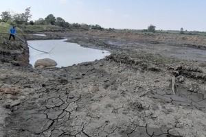 Drought threatens lives of people, animals in Central Highlands