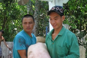 Mekong delta tightens transportation of pigs in border crossings