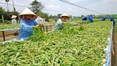 Vietnam cooperates with South Korea to develop  herbal potential