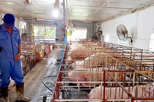 Some localities in Vietnam declared  free from Africa Swine Fever