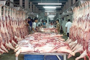 HCMC plans to reserve pork, poultry as ASF virus spreads fast