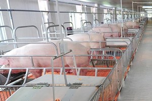 Mekong delta shifts to swine breeding in value chains