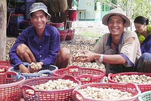 Vietnam boosts cultivation, exports of mushroom