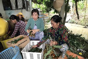 Significant role of enterprises, cooperatives in promoting North, South’s fruits