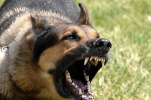 46 dog bite-related deaths reported countrywide