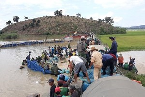 Dyke breaches, farmers rush to save rice paddies