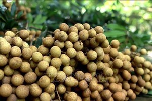 Vietnam steps up work to help longan enter Australian market