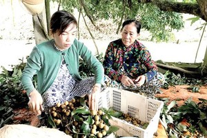 First Week of Dong Thap Specialities opened in Big C in HCMC