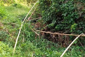 The plantation where half of a humna body is found (Photo: SGGP)