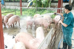 Increase in poultry flock because of hog losses due to African Swine Fever