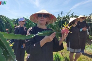 Tourists visiting the south central province of Binh Thuan will be able to enjoy a new experience following the recent launch of tours to dragon fruit gardens. (Source: VOV)