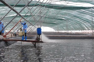 A high-tech shrimp breeding zone in Bac Lieu 