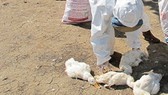 A/H5N6 bird flu outbreak kills 6,800 ducks in suburban Hanoi