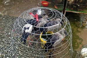 Vietnam takes heed of A/H5N1 prevention
