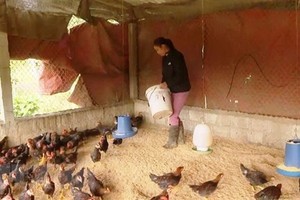 A farmer in Minh Hoa District, Quang Binh Province takes care of poultry to prevent avian influenza. — VNA/VNS Photo