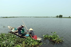 Thua Thien – Hue Province will build a bird sanctuary in O Lau estuary area. — VNA/VNS Photo