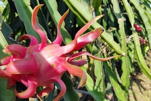 An event to promote and consume Vietnamese red dragon fruit has been taking place in Australia. — VNA/VNS Photo