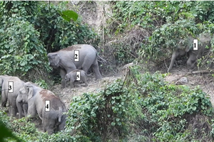 Asian elephants found living in a forest in Quang Nam province (Photo courtesy of USAID)