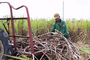 Sugarcane is one of the most promising agricultural sources of biomass energy (Photo: SGGP)