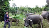 Buffalo cattle development project helps ethnic minority households to escape poverty (Photo: SGGP)