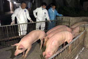 Deputy Minister of Agriculture and Rural Development Phung Duc Tien checks the animal before transporting them into isolation areas (Photo:SGGP)