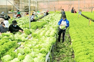 Purchasing power of Da Lat fruits and vegetables shows good signs after setback (Photo: SGGP)
