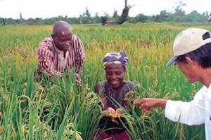 The happiness of African farmers from a Vietnam's rice supporting project (Source: Vietnam Agriculture)