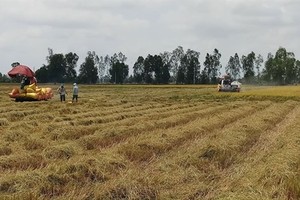 Harvesting the 2019 - 2020 winter - spring rice in Bac Lieu province's Phuoc Long district. (Photo: VNA)