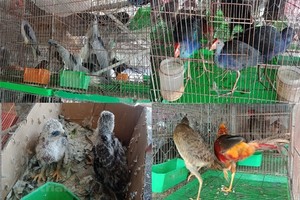 Wild birds are sold at Thanh Hoa Market in the southern province of Long An. — VNA/VNS Photo