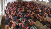 Poultry prices go down because of oversupply(Photo: SGGP)