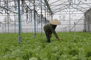 Illustrative photo ( Photo: VNA)