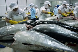 Workers process tuna at a factory. Marine product exports are expected to rise to US$3.5 billion this year, up 17 percent from 2018. — VNA/VNS Photo