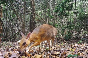 A silver-backed chevrotain (Tragulus versicolor), a critically endangered species, is spotted by a camera trap on June 21, 2018 in the Nui Chua National Park of Ninh Thuan province (Source: AFP/VNA)