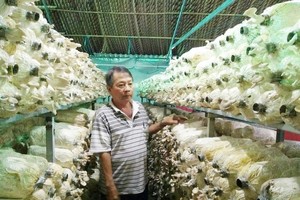 A farmer uses the loan for growing mushroom (Photo: SGGP)