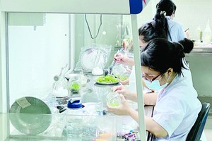 Young engineers working in the HCMC Biotechnology Center. (Photo: SGGP)